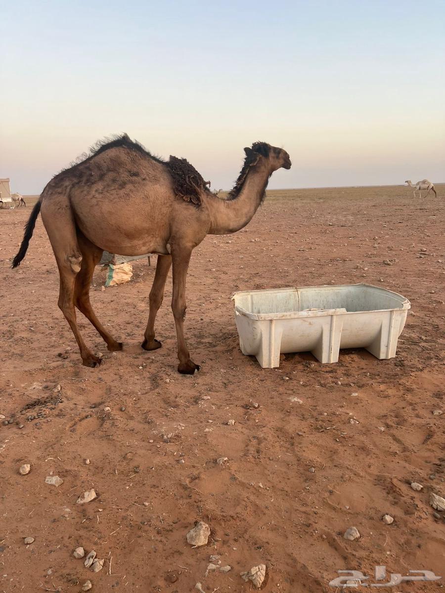 للبيع بكرة صفراء دبيانية توها دخلت حقه63700932444931111