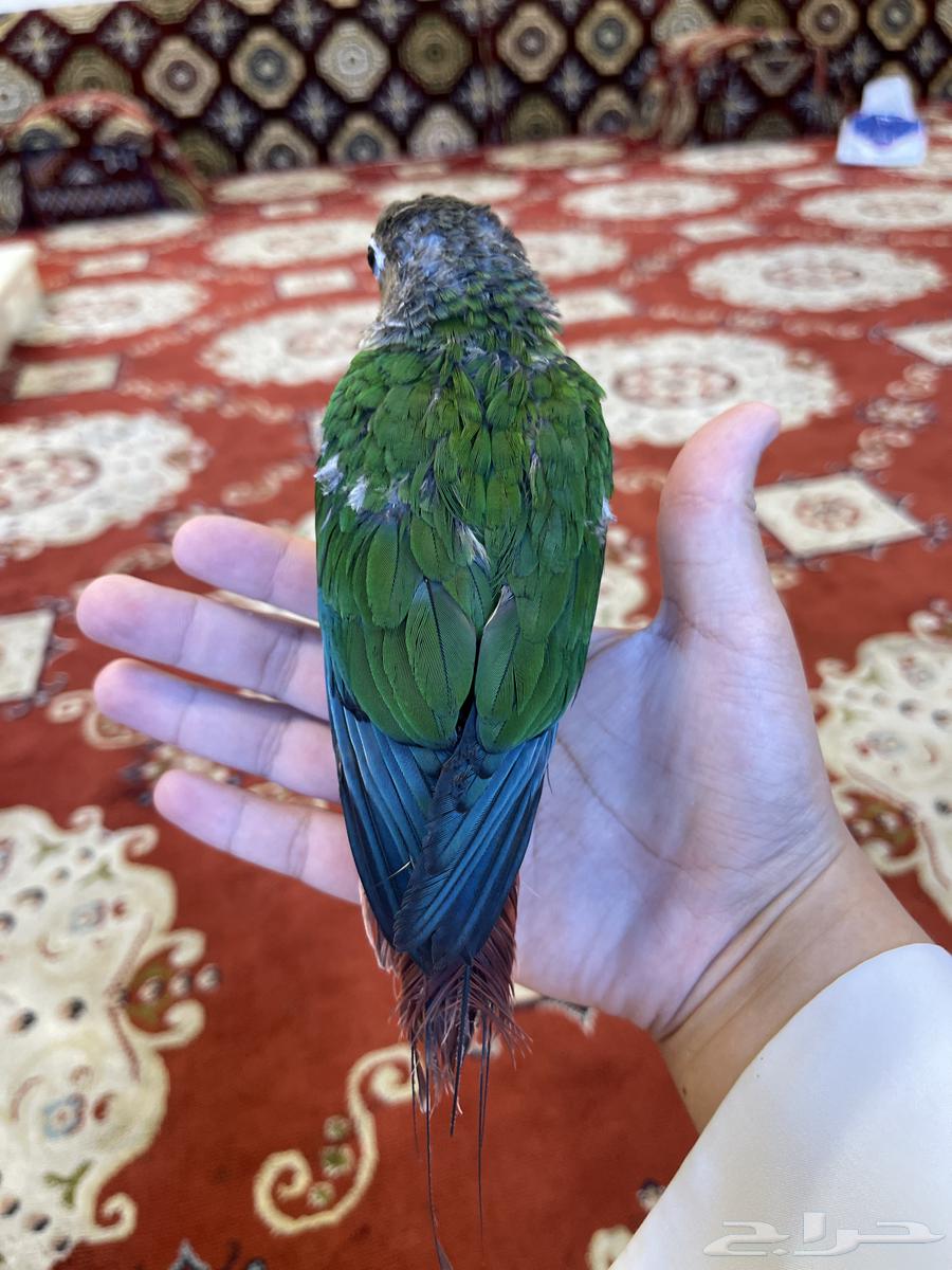 كنيور يلو سايد اليف وهدد63702157468035113