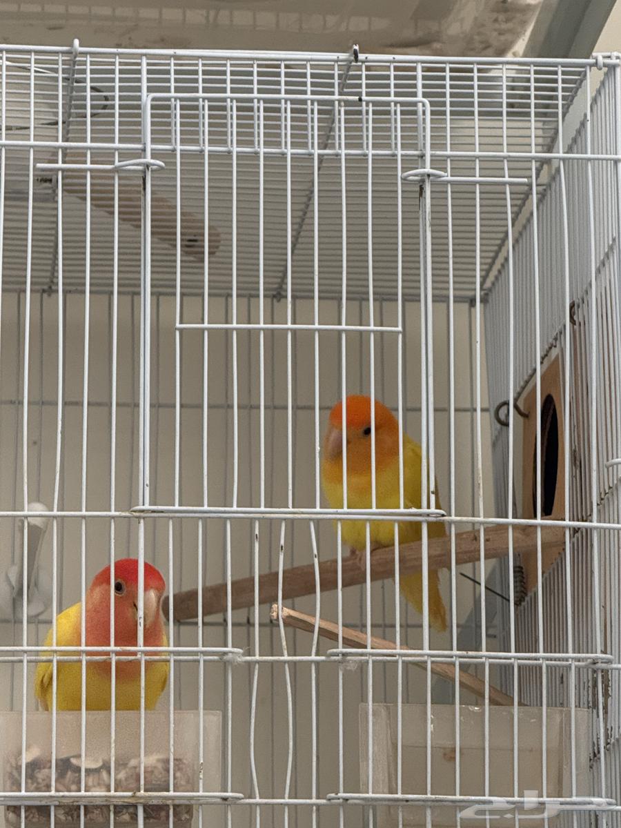 Latin Rose Seedling Pair63699625844354112