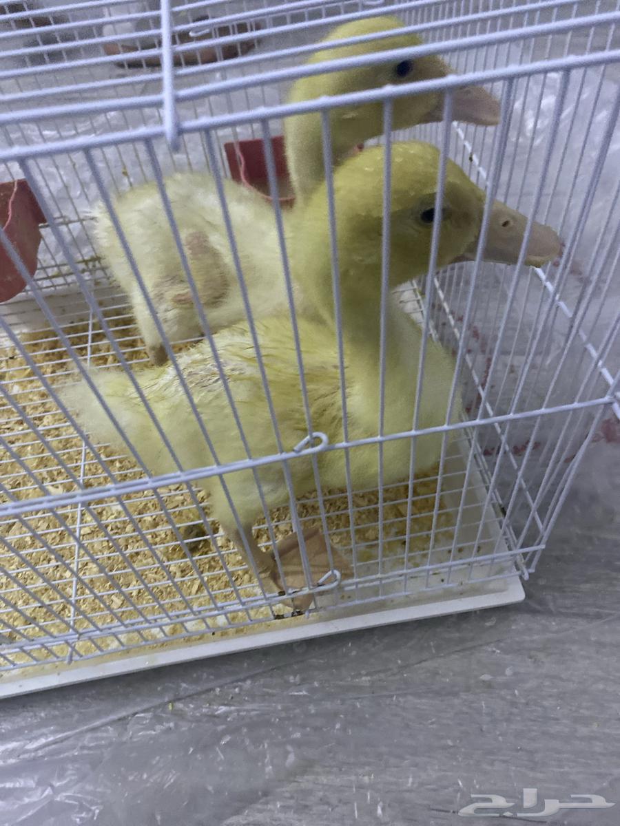بطتين للبيع مع كامل اغراضهم63699531832962113
