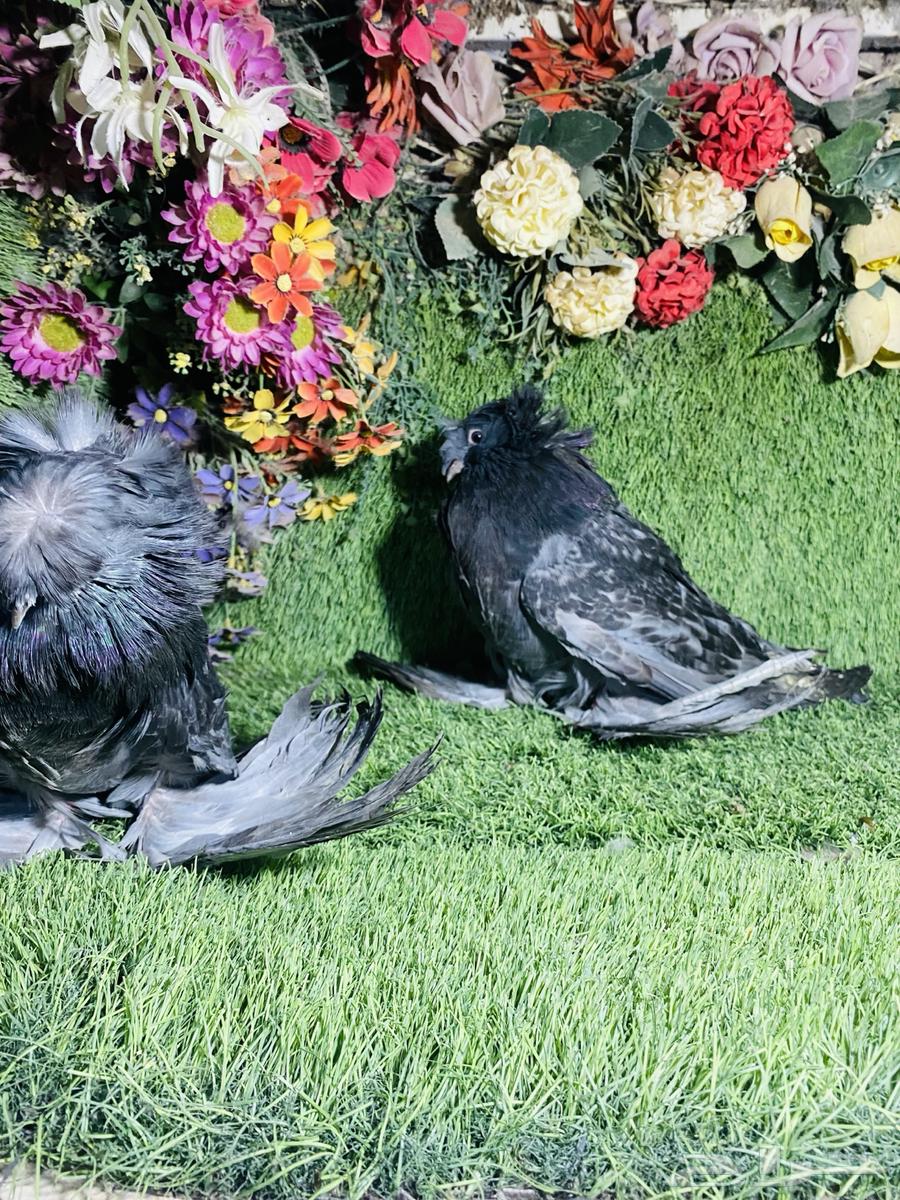 للبيع طبه بخاره بلوشيك63705357311106111