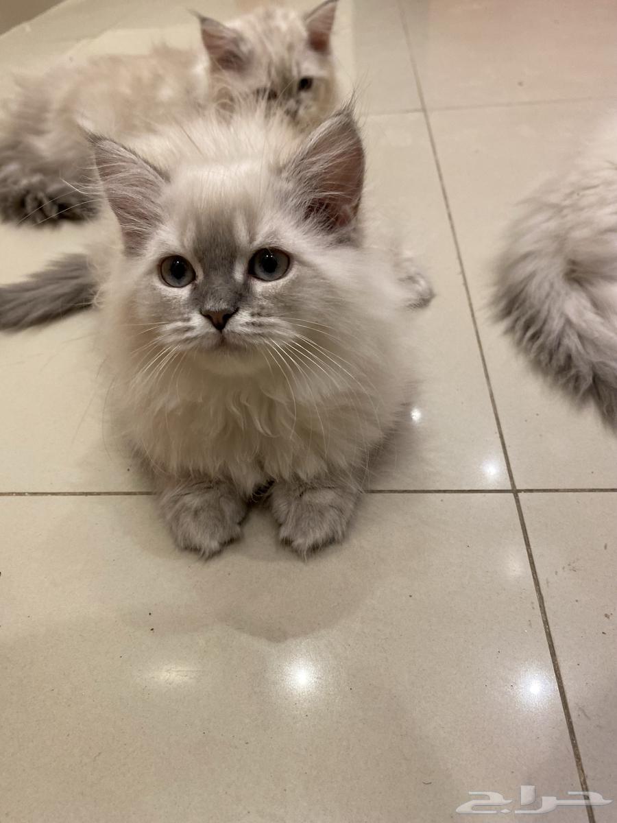 اربع قطط للبيع (شيرازي هجين هملايا -العمر شهرين)63699630034177113