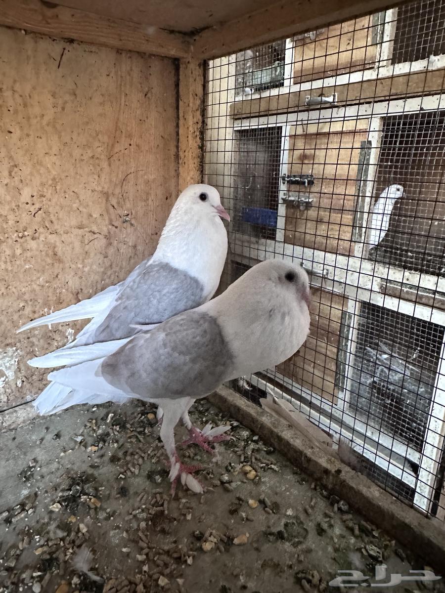 جوز حمام نفاخ63699633097857111