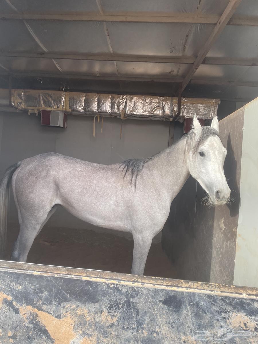 خيل شعبي عمره ثلاث سنين63703949830275111