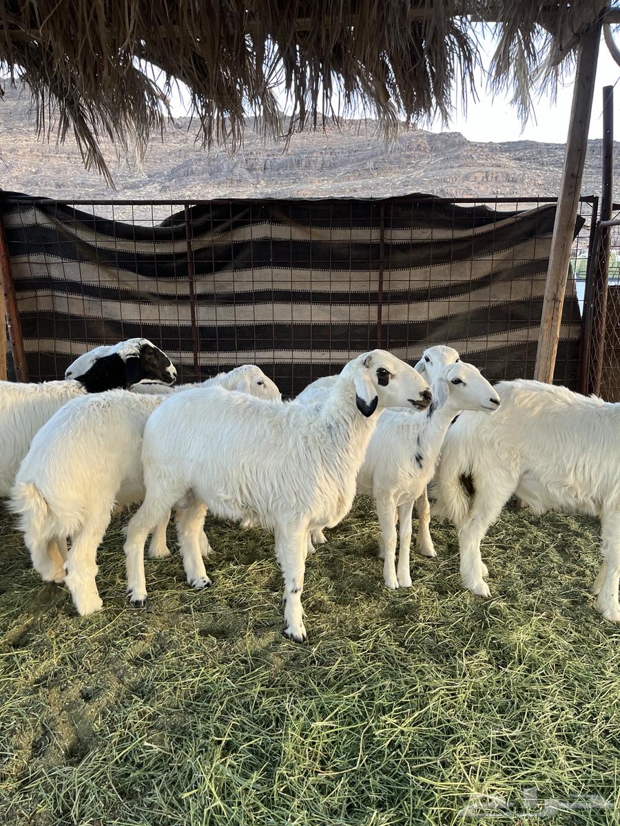 Freedom lamb from the farm with condition63699631374978112