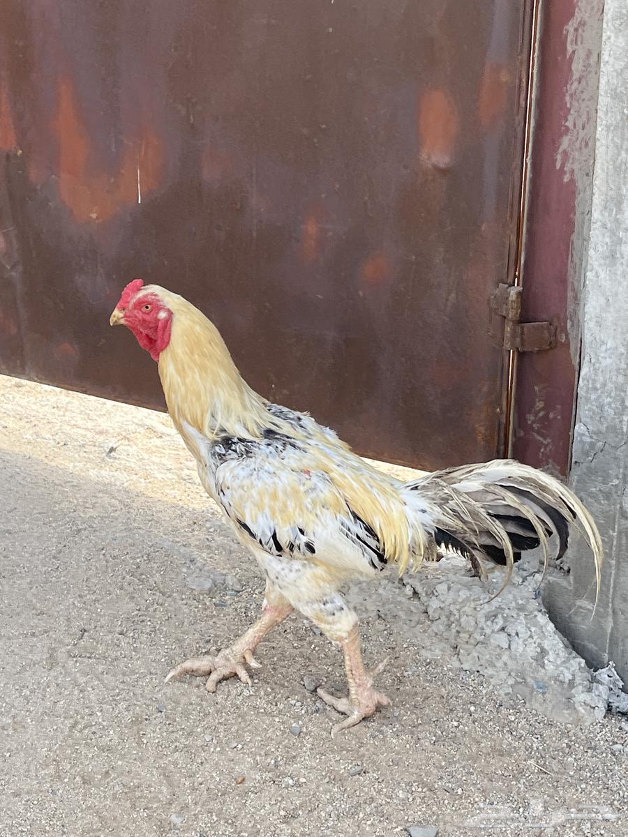 ديك فارسي ديك باكستاني63699627013505112
