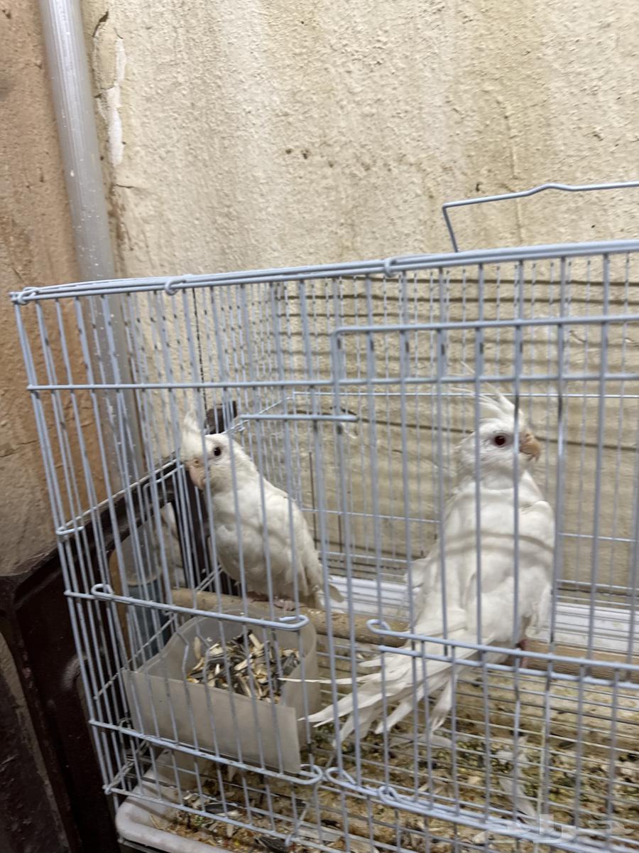 طيور زينه للبيع63704123005441111