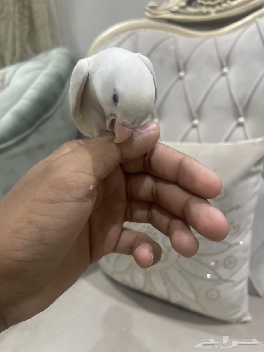 بغبغاء روز البينو عيون حمر63704396625410110