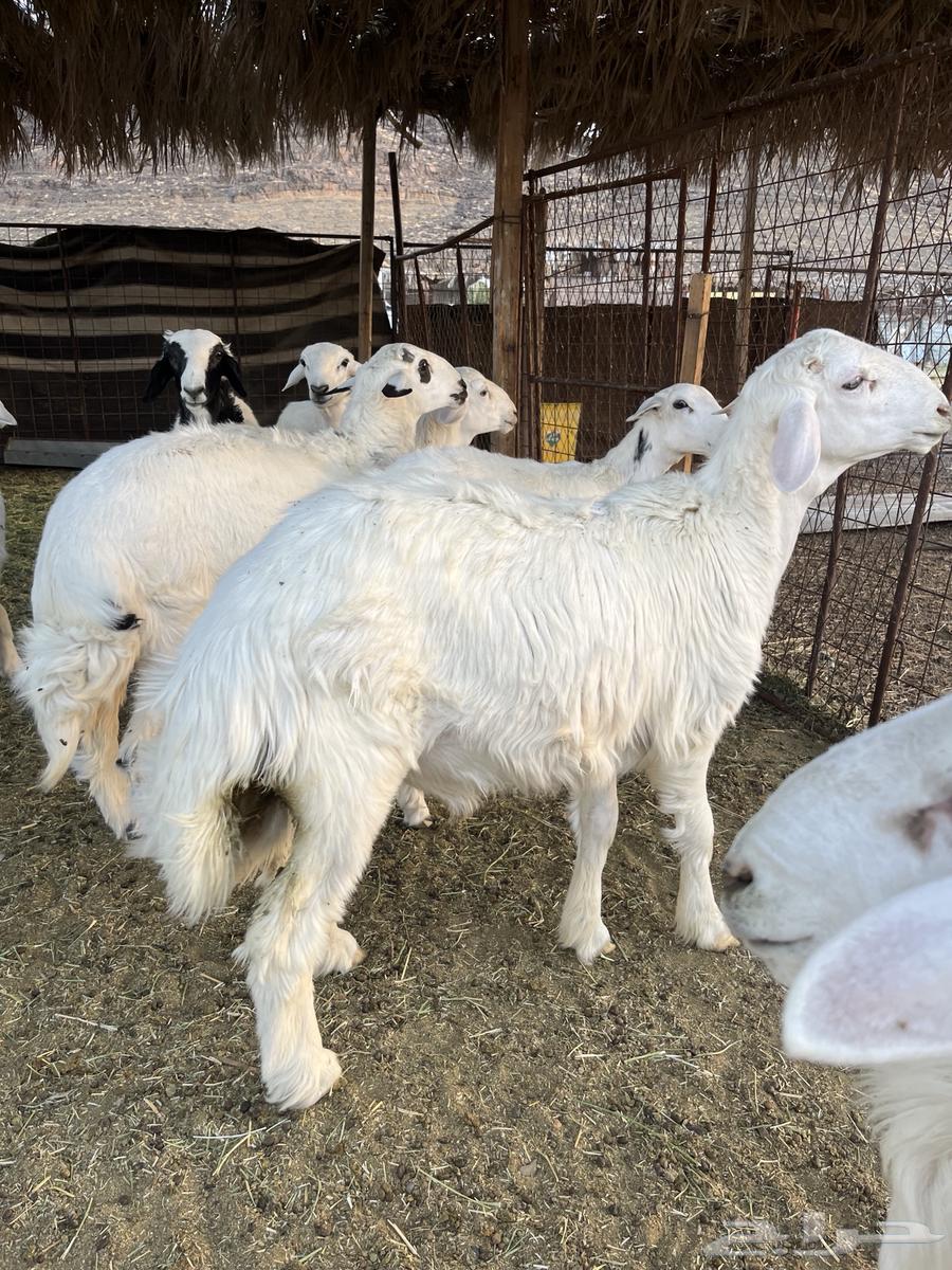 Freedom lamb from the farm with condition63699631374978114