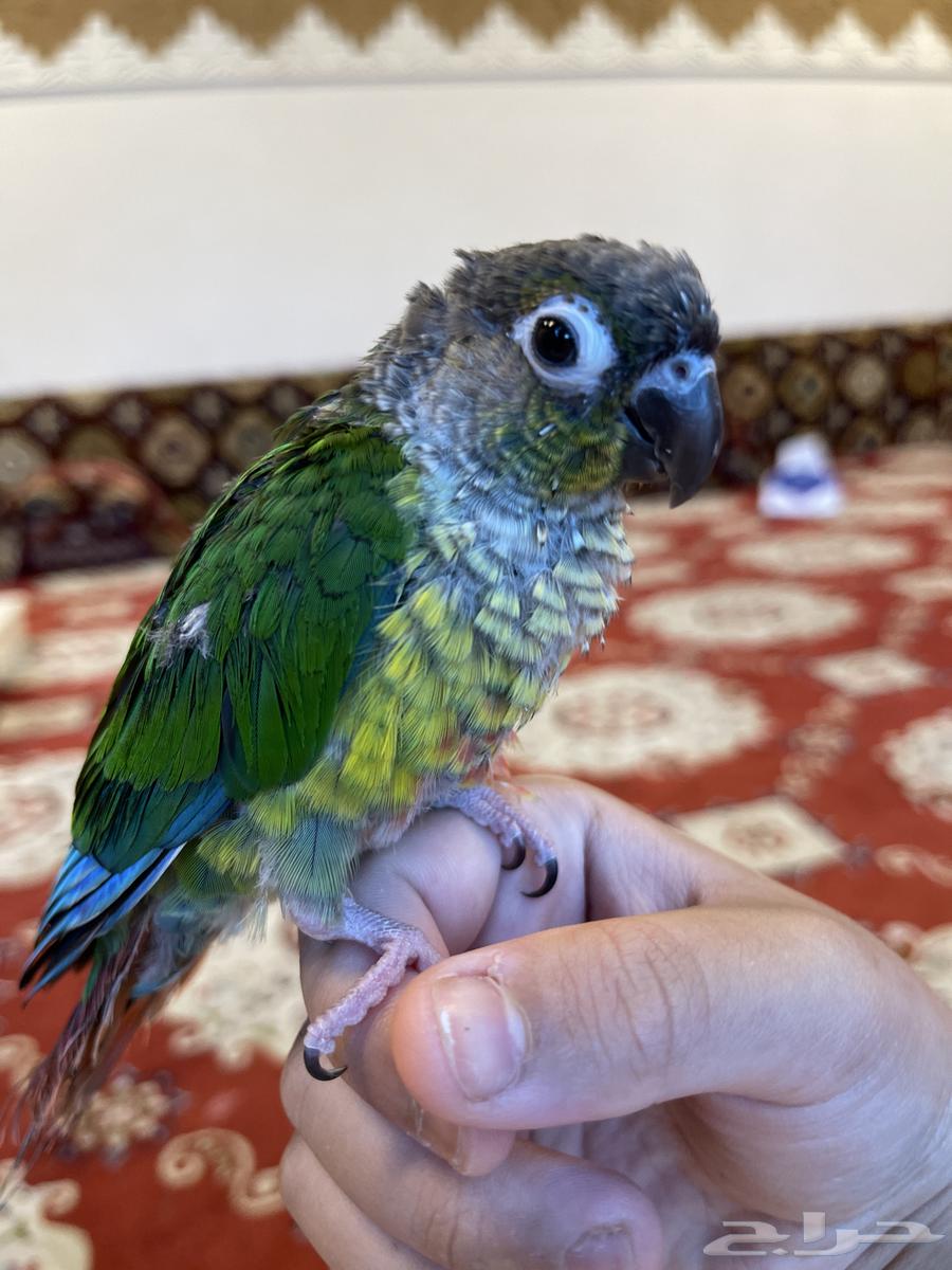 كنيور يلو سايد اليف وهدد63702157468035112