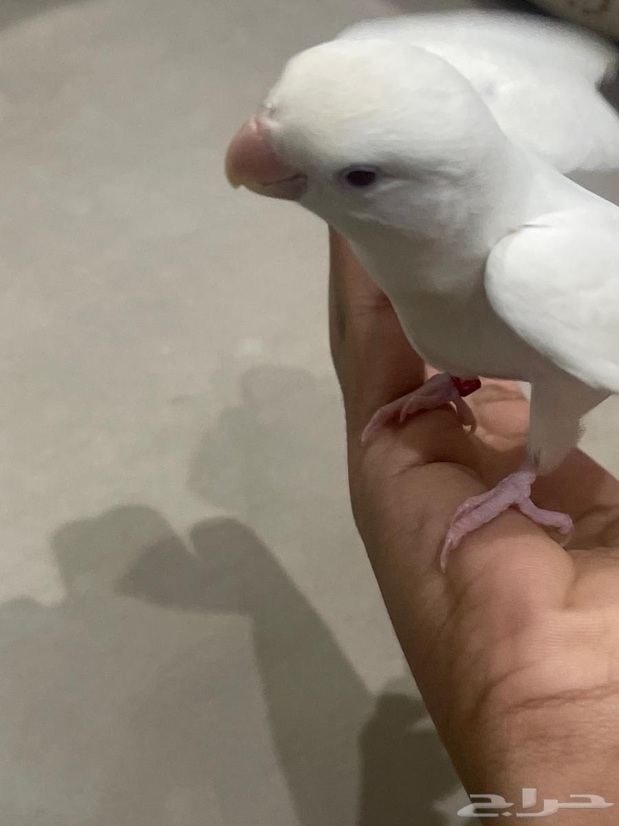 بغبغاء روز البينو عيون حمر63704396625410111
