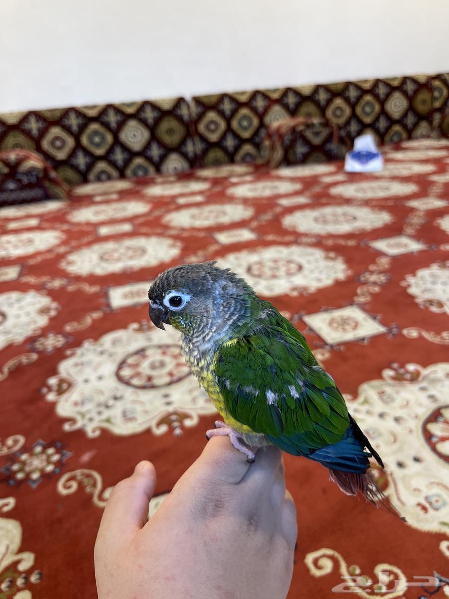 كنيور يلو سايد اليف وهدد63702157468035110