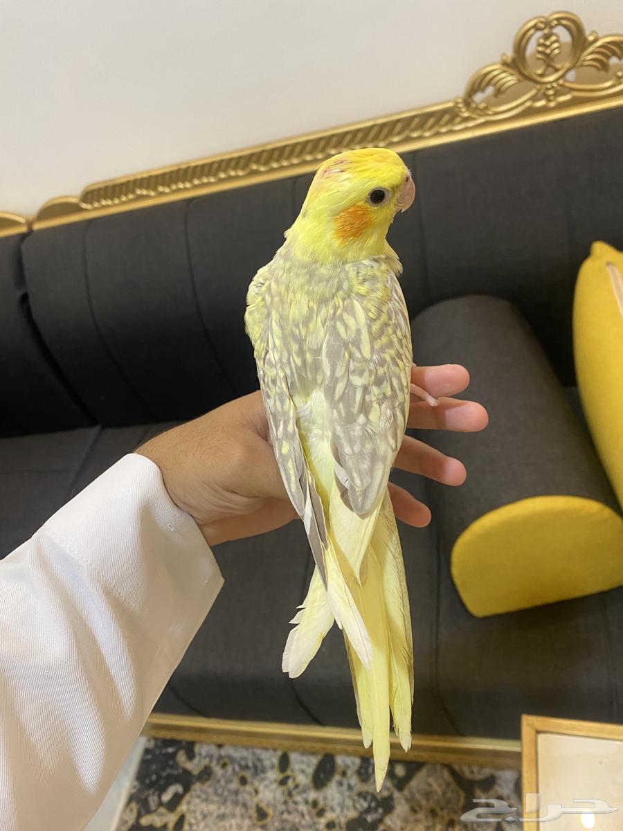 تم (البيع)63700837821057110