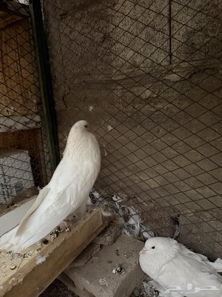White inflatable pigeon pair for sale63699530687617112