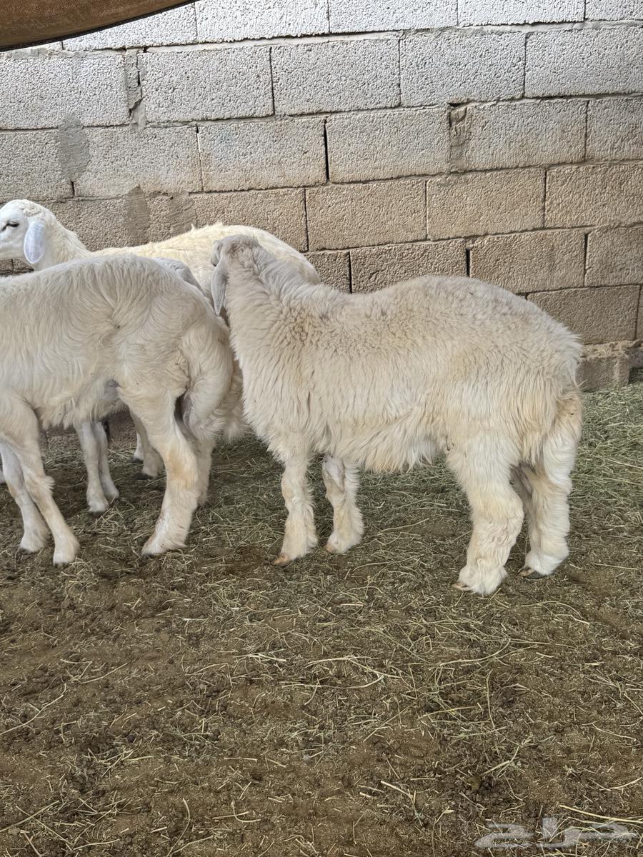 حريات للبيع63704122876419113