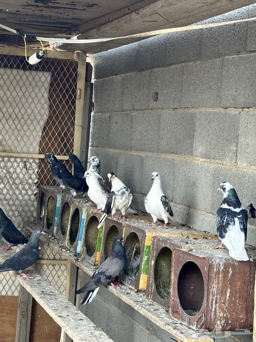 Hello, I'm selling a sky cutter pigeon63705096189314111
