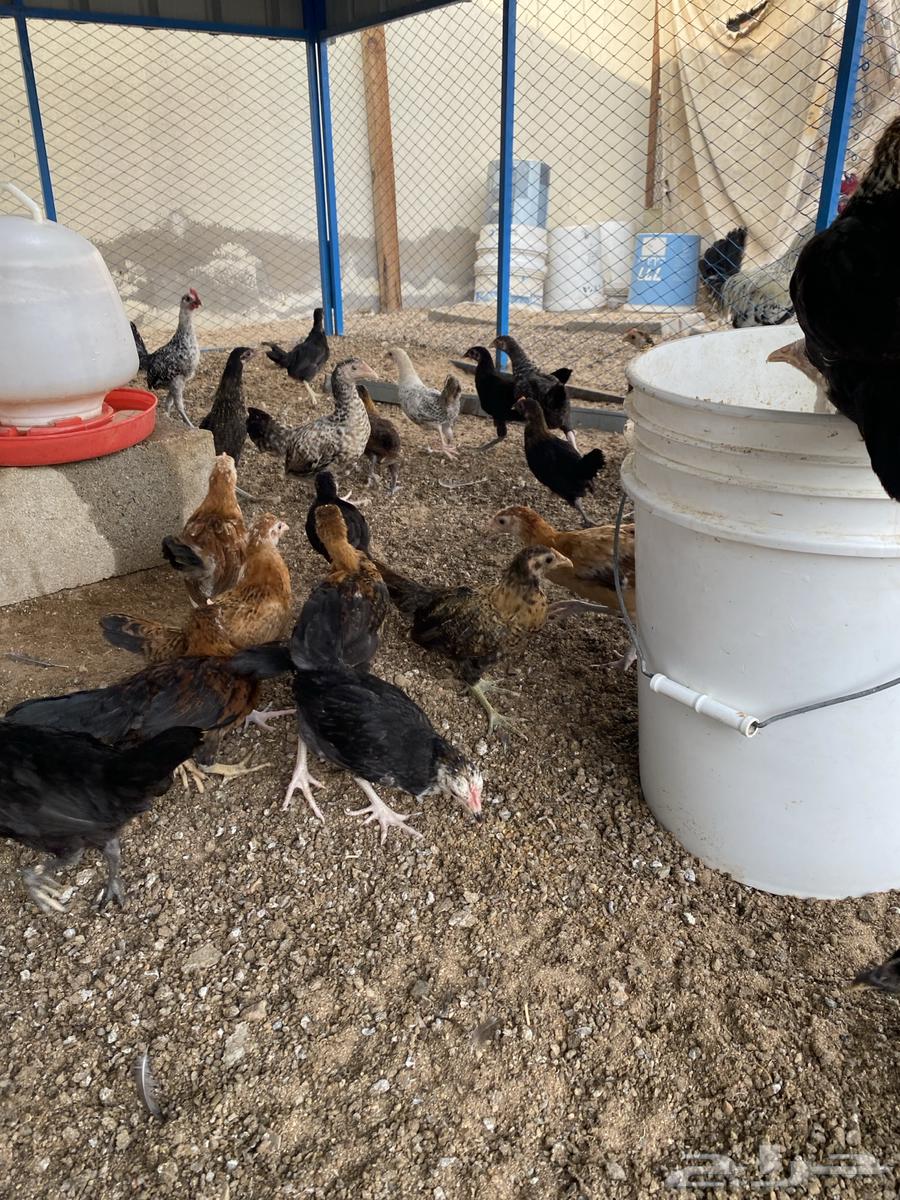 دجاج بلدي اعمار شهرين ملون واسود سك تم البيع63703064971394112