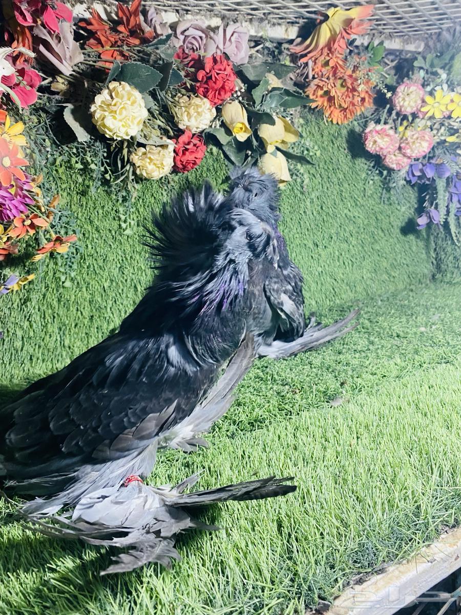 للبيع طبه بخاره بلوشيك63705357311106112