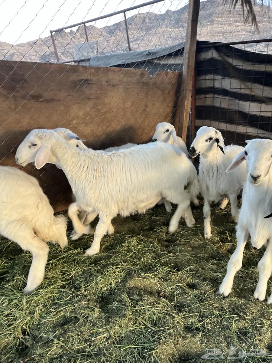 Freedom lamb from the farm with condition63699631374978110