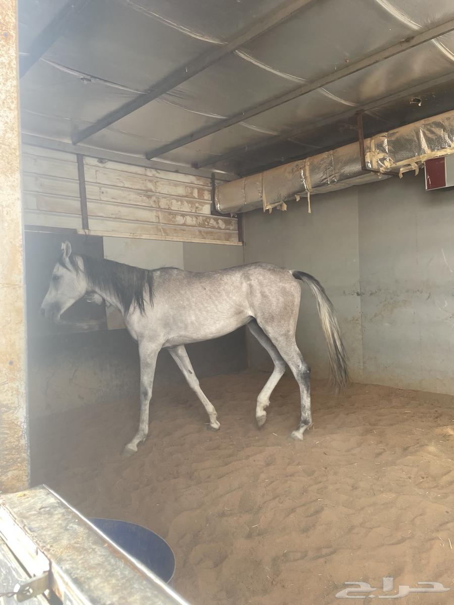 خيل شعبي عمره ثلاث سنين63703949830275110