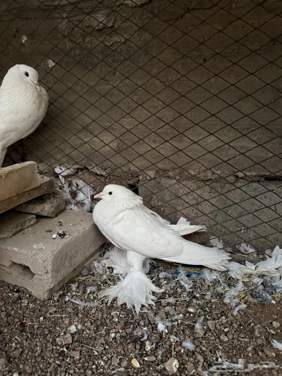 White inflatable pigeon pair for sale63699530687617113