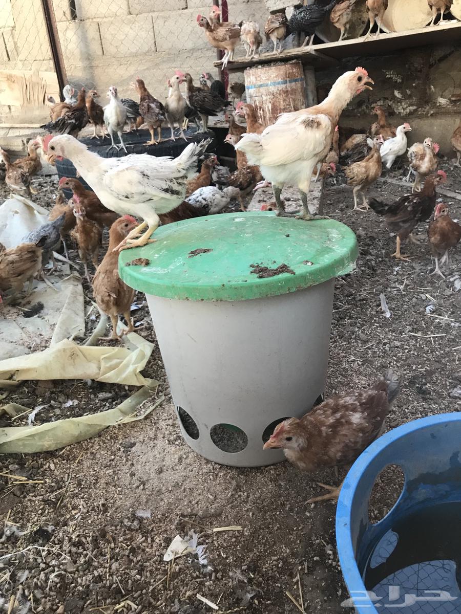 ديوك63394740992769115