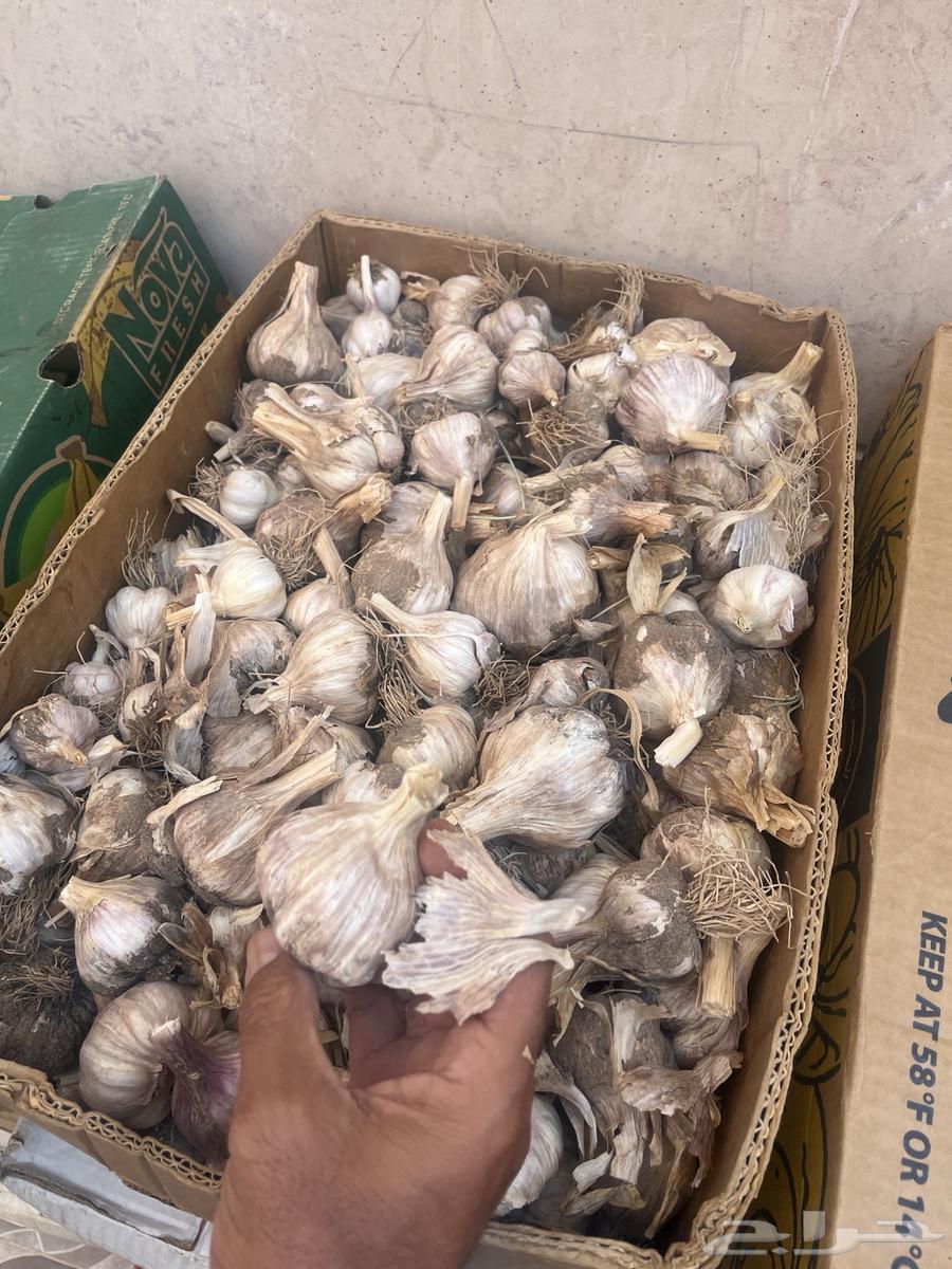 ثوم بلدي للبيع63702696173570111