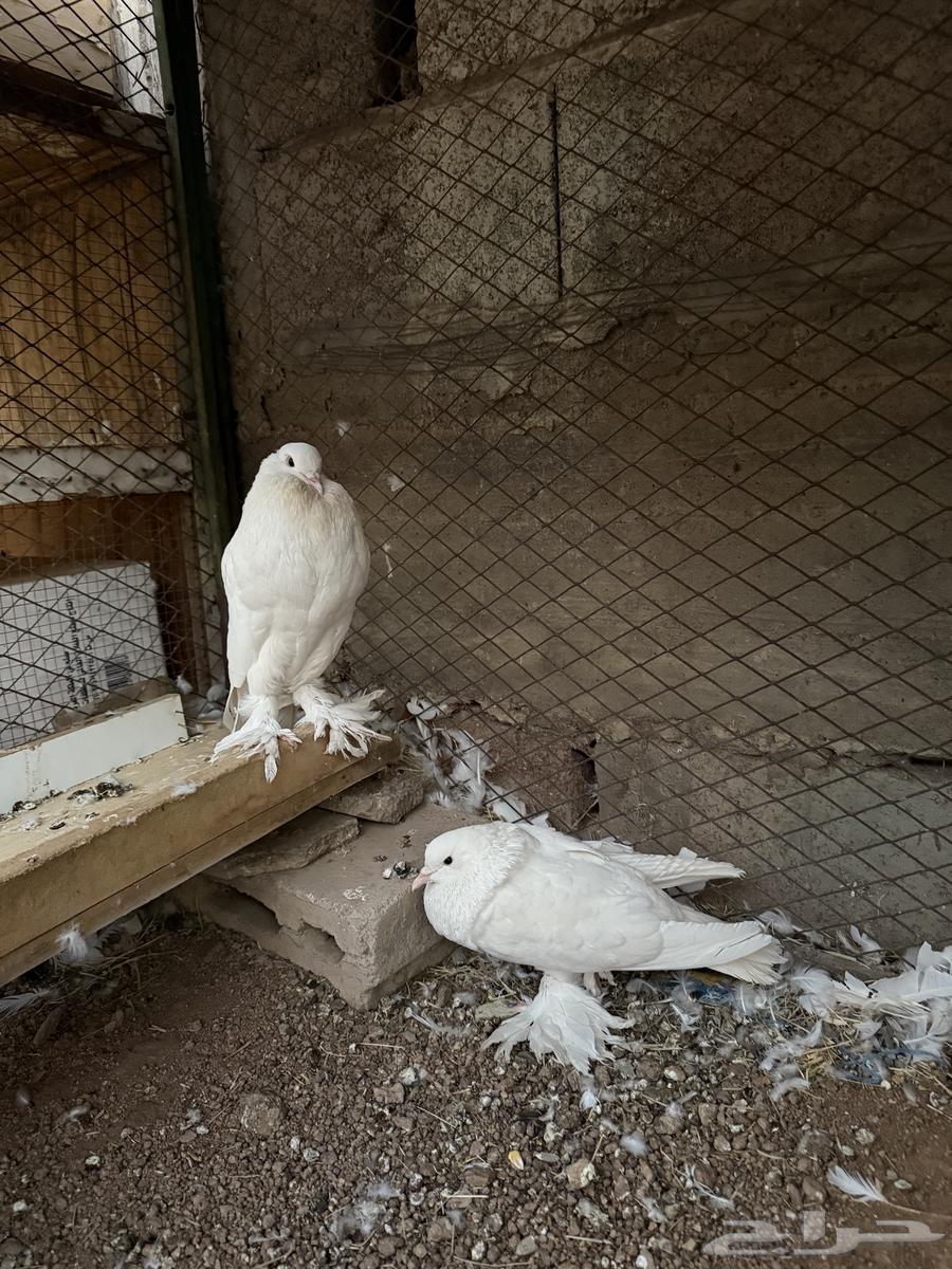 White inflatable pigeon pair for sale63699530687617110
