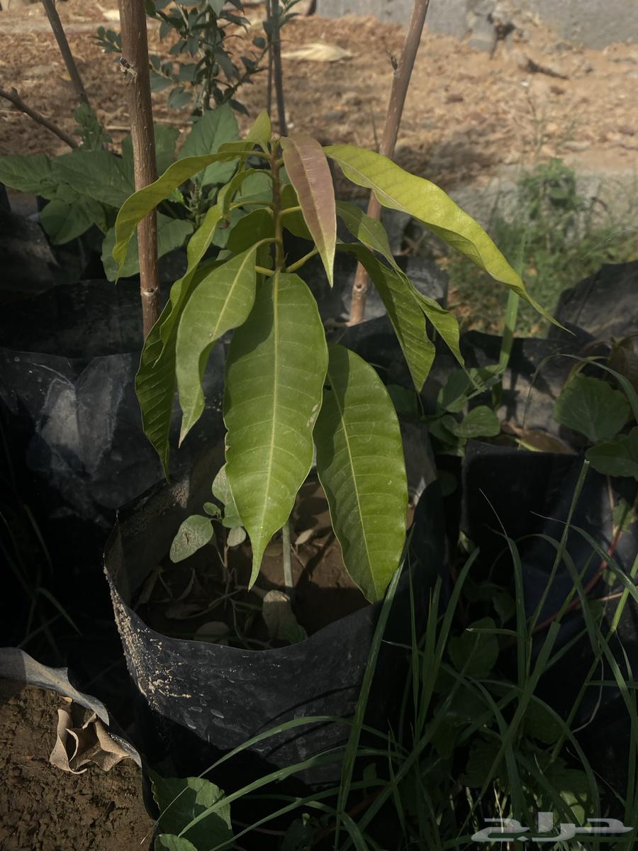 Seedlings63700741062658111