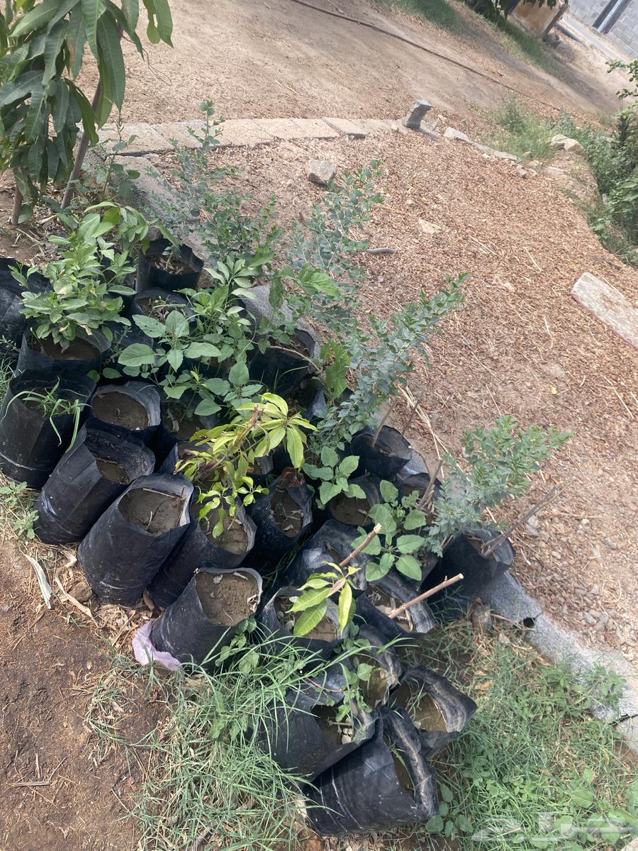 Seedlings63700741062658114