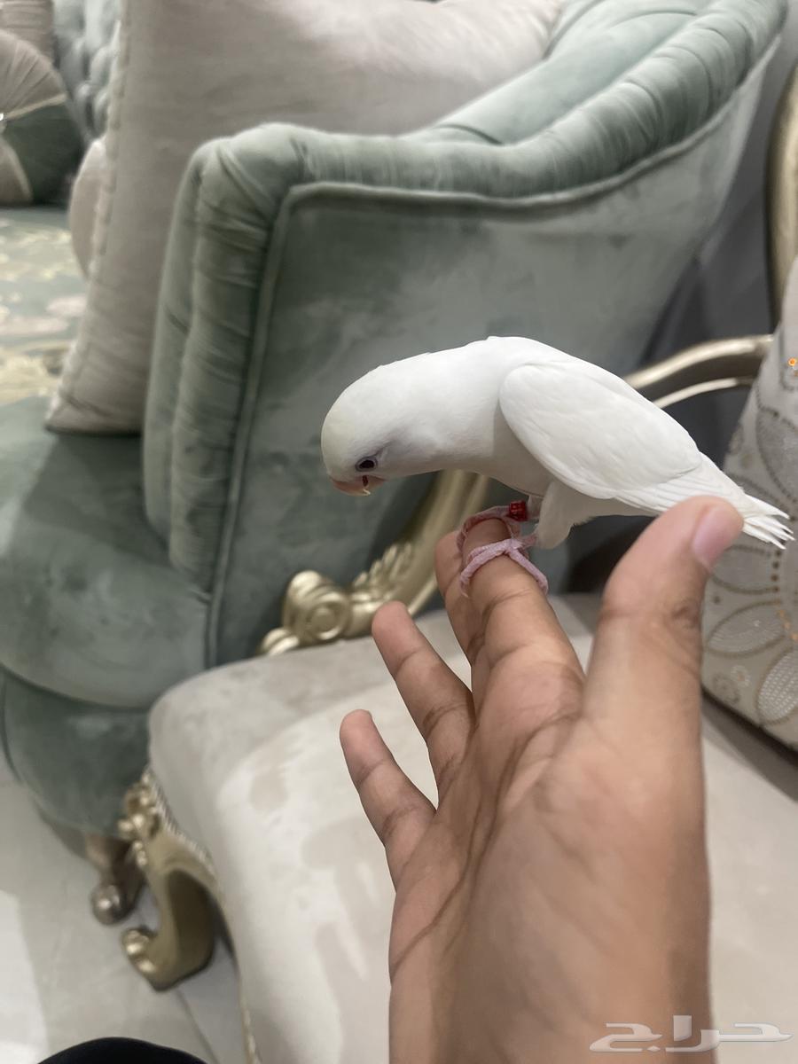 بغبغاء روز البينو عيون حمر63704396625410113