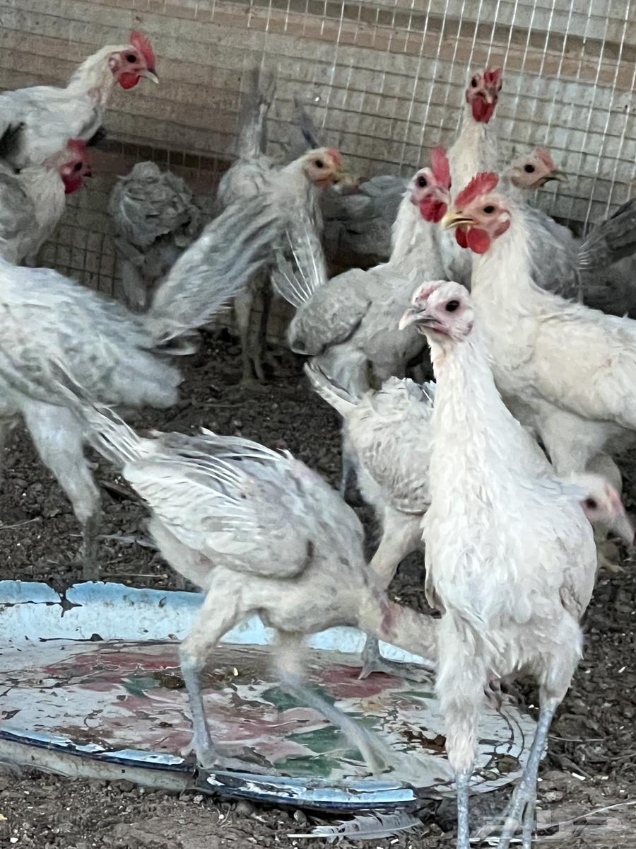 دجاج فيومي المنيوم63699621631235113