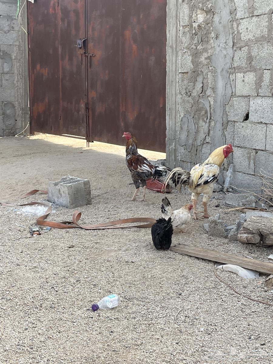 ديك فارسي ديك باكستاني63699627013505110