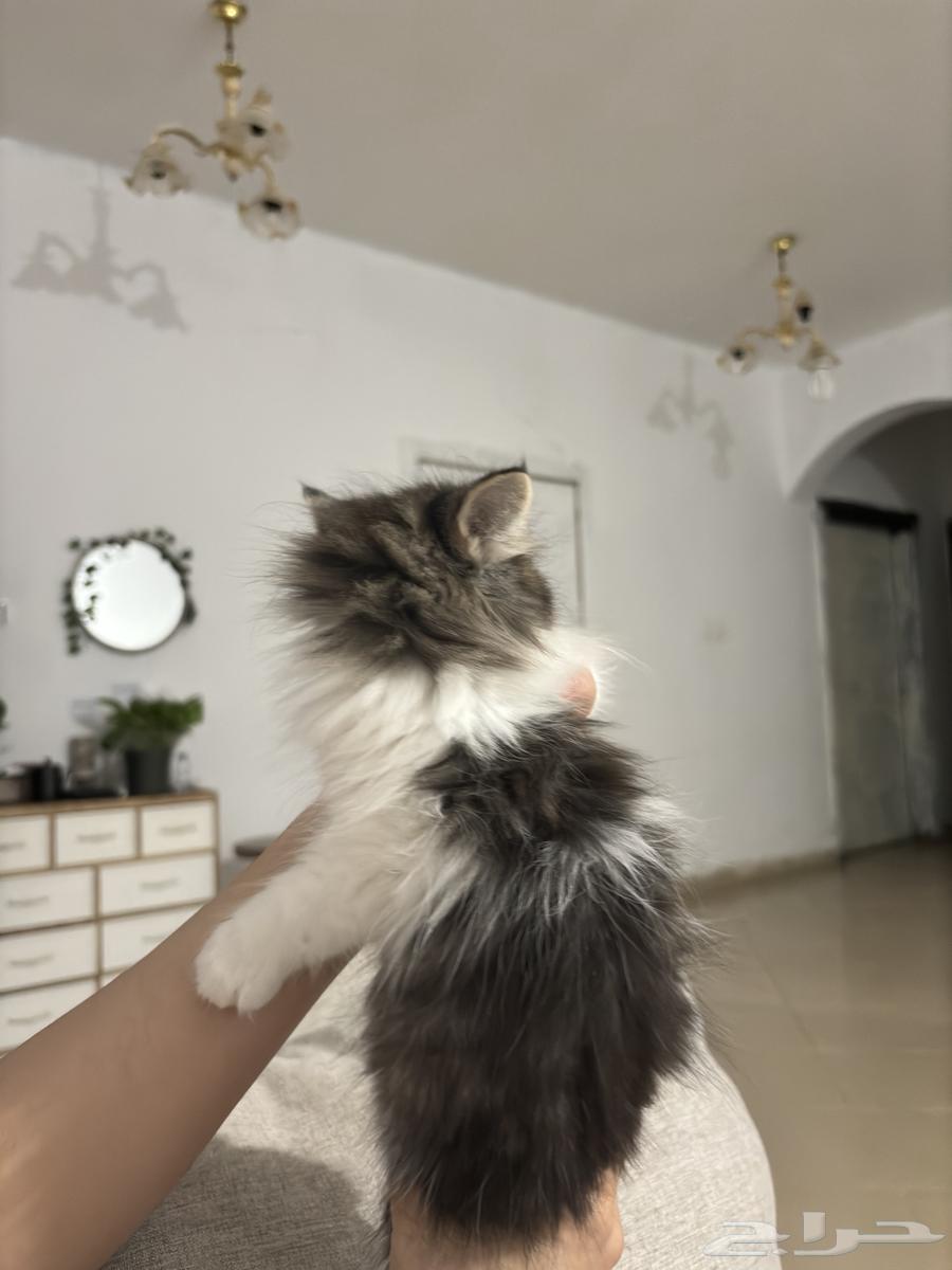 قطط للبيع كيتن شيرازي63699623082883114