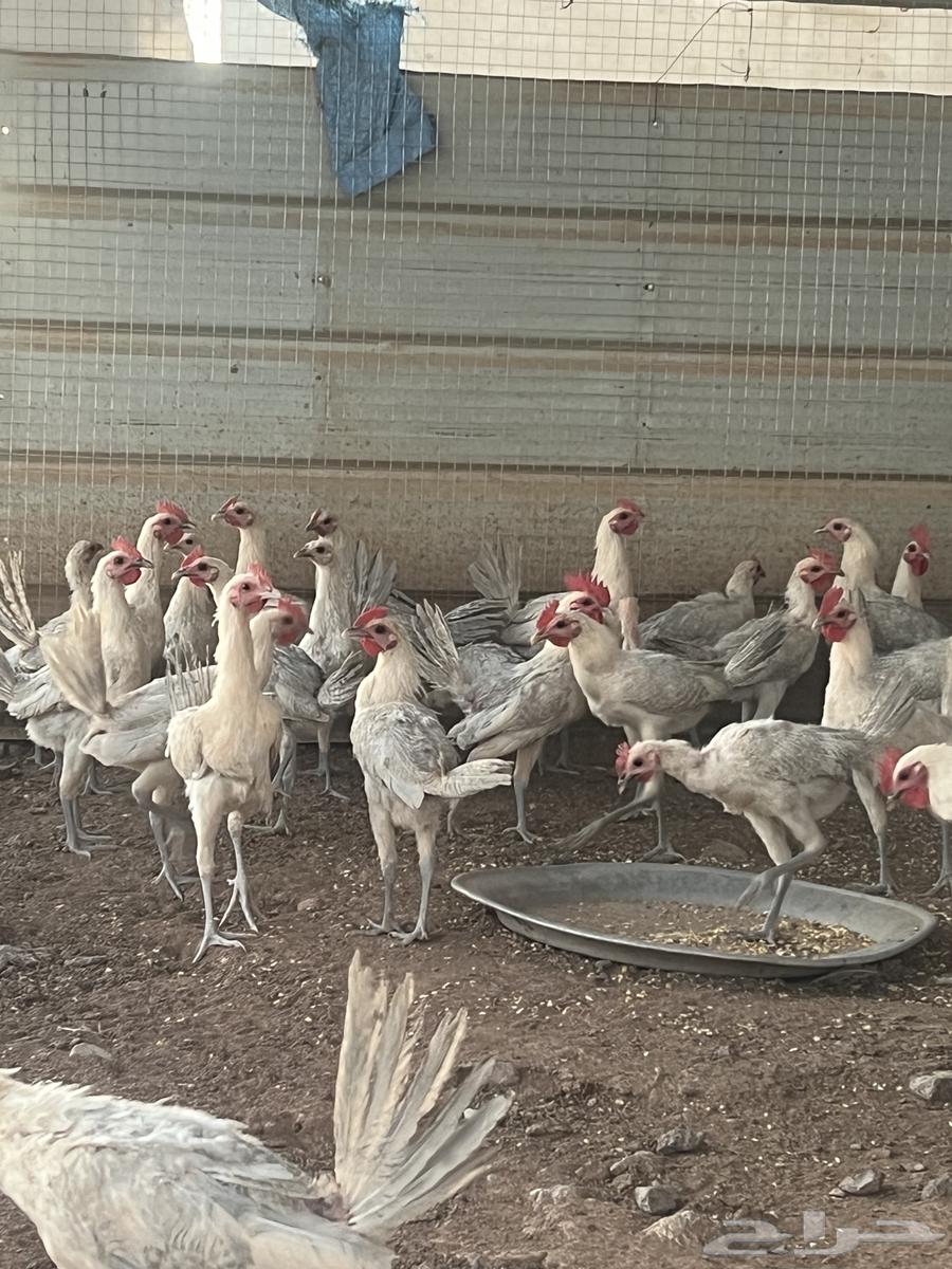 دجاج فيومي المنيوم63699621631235110