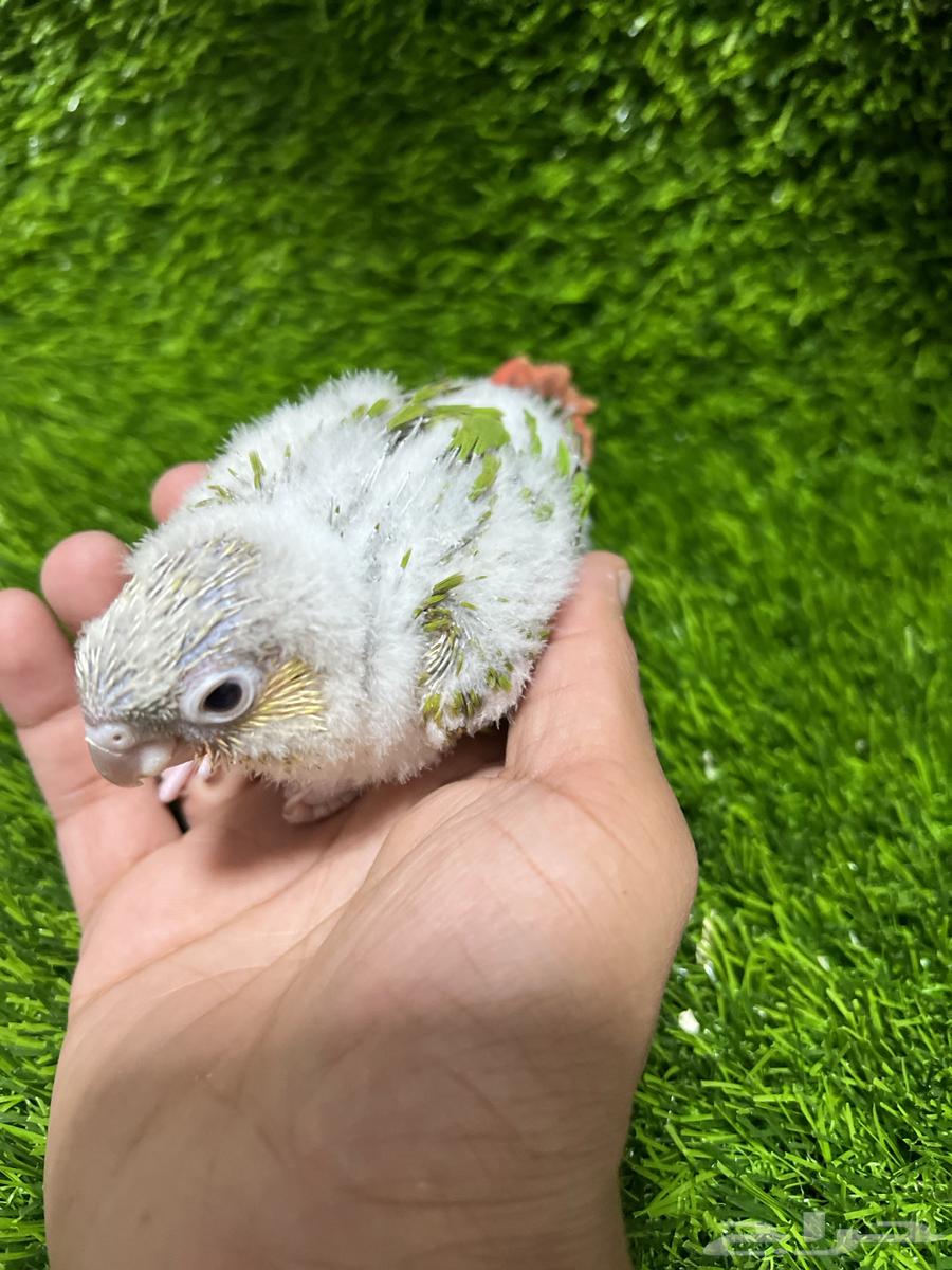 فروخ كنيور أناناس غر63699629802754110