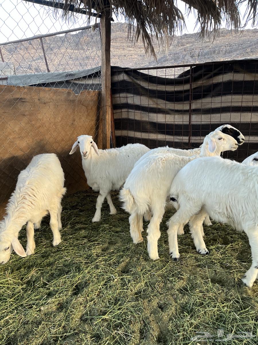 Freedom lamb from the farm with condition63699631374978113
