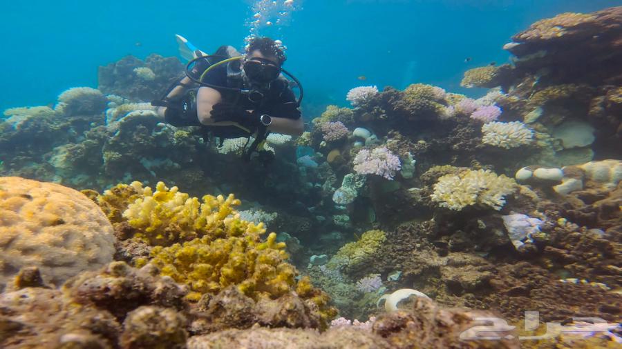 Dive Experience at a Very Attractive Price63699634300291113