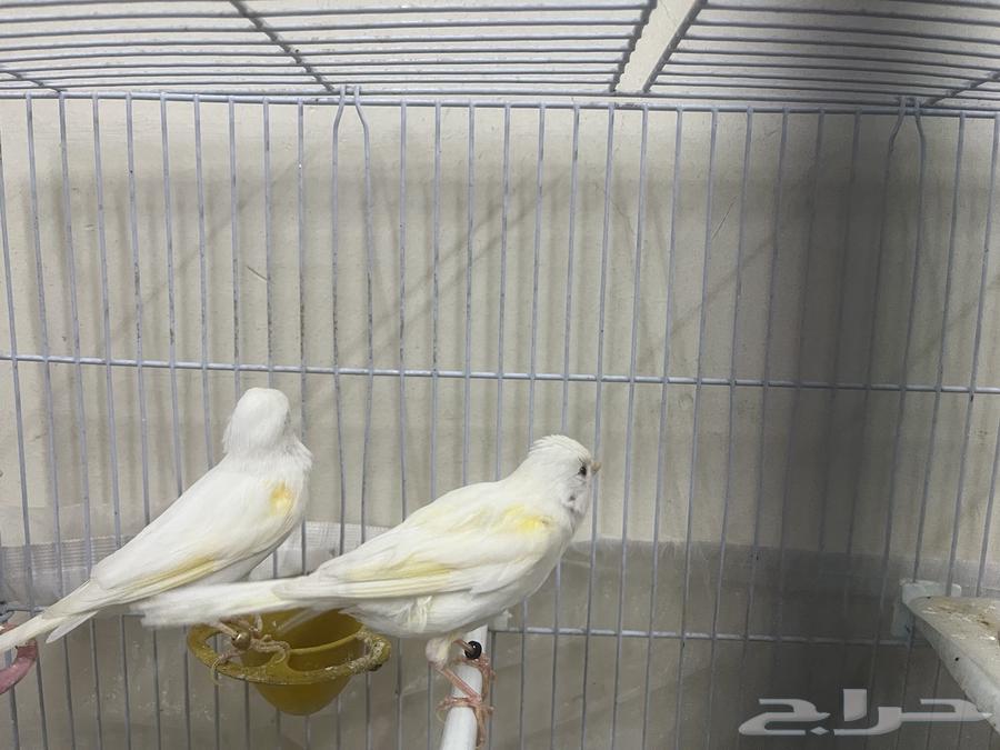 جوز كناري أبيض63700092041858112