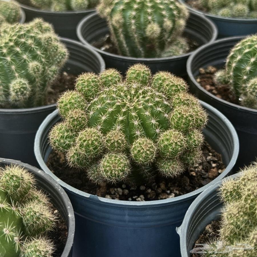 صبار عمة القاضي أو القنفذ (Echinopsis) جملة و مفرق63702060352259111