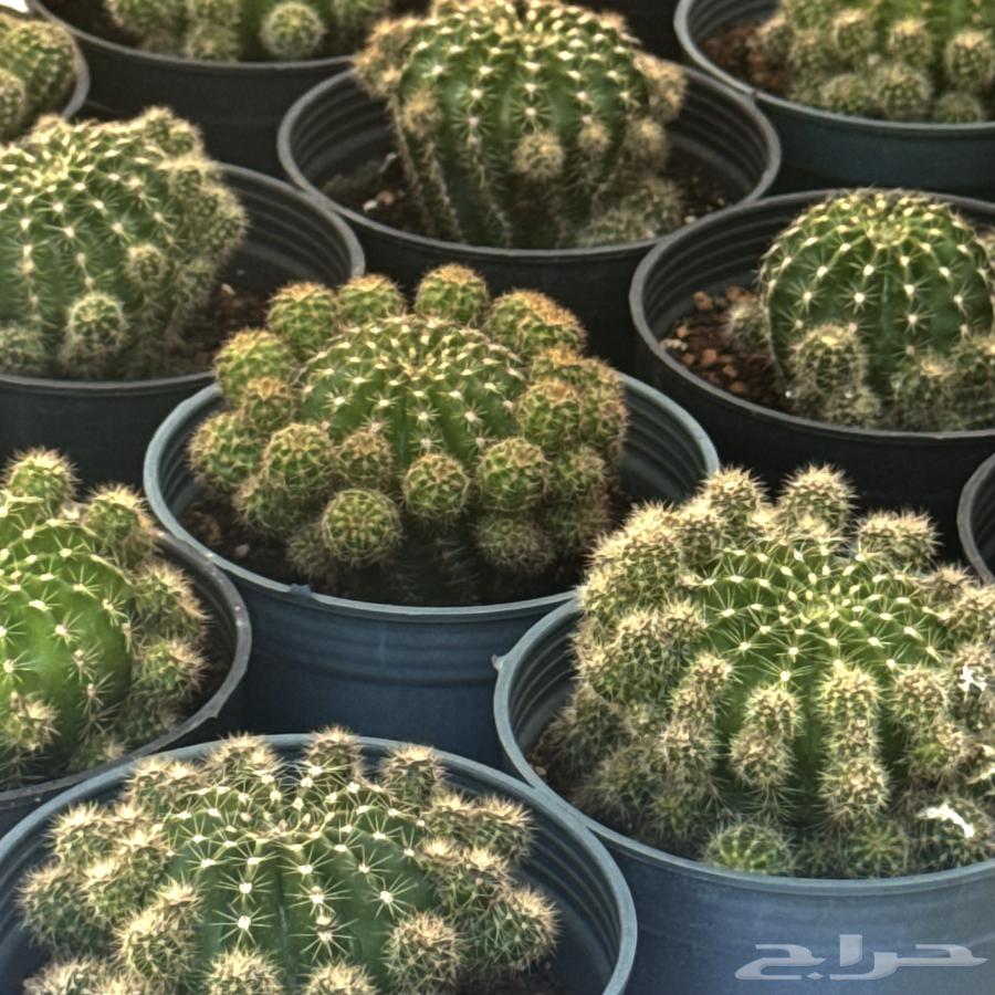 صبار عمة القاضي أو القنفذ (Echinopsis) جملة و مفرق63702060352259110