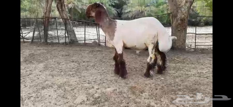 للبيع جذع نعيمي صنف ومعرف63700740840963110