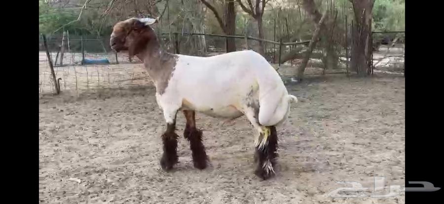 للبيع جذع نعيمي صنف ومعرف63700740840963114