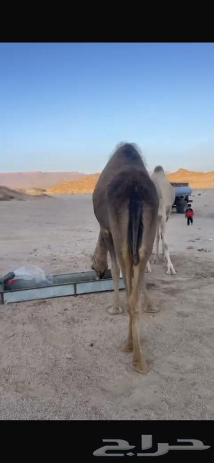 بكره رباعيه للبيع63705538995203112