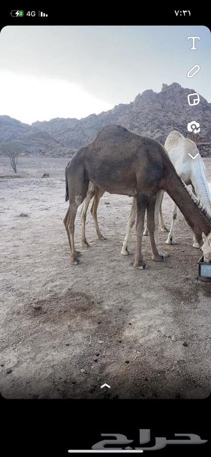 بكره رباعيه للبيع63705538995203111