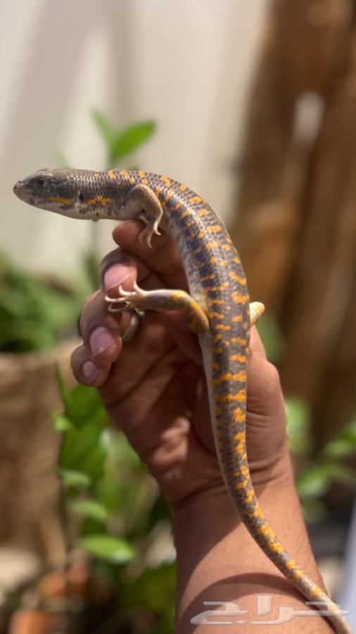 Lizards or Snakes Mother63703771281793111