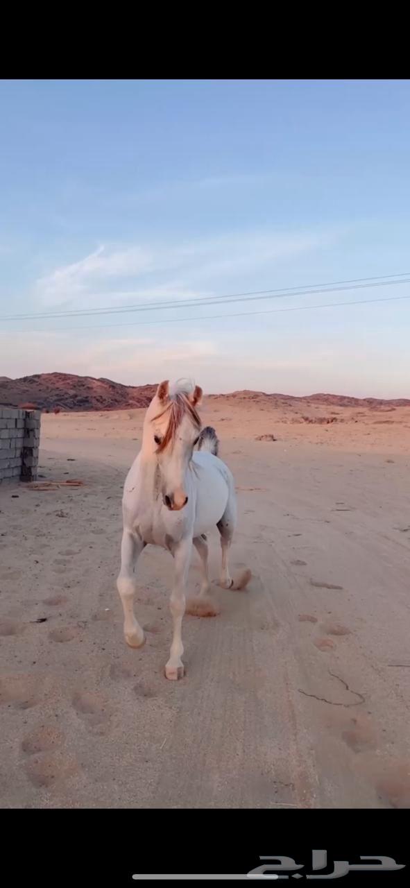 حصان شعبي للبيع63702427860098112
