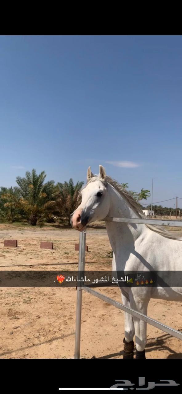 حصان شعبي للبيع63702427860098113