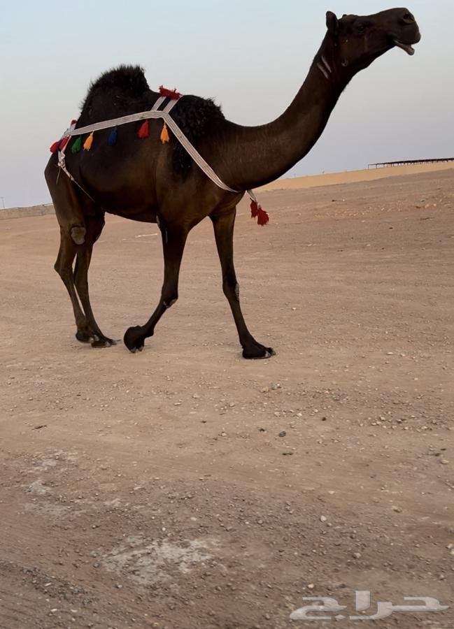 للبيع ناقه مجهم كفو63699530393986112
