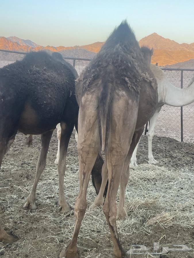 بكره رباعيه للبيع63705538995203110